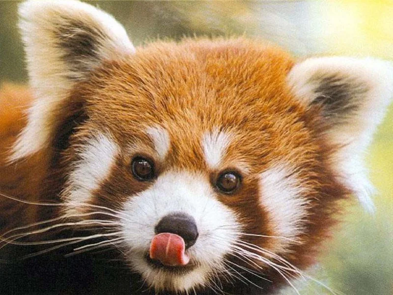 red panda firefox